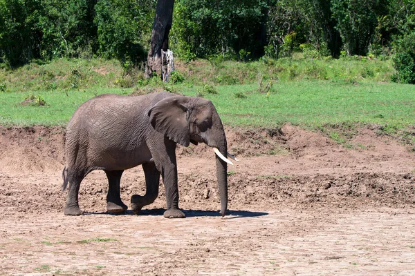 Elefantes africanos o ciclotis Loxodonta en la naturaleza — Foto de Stock