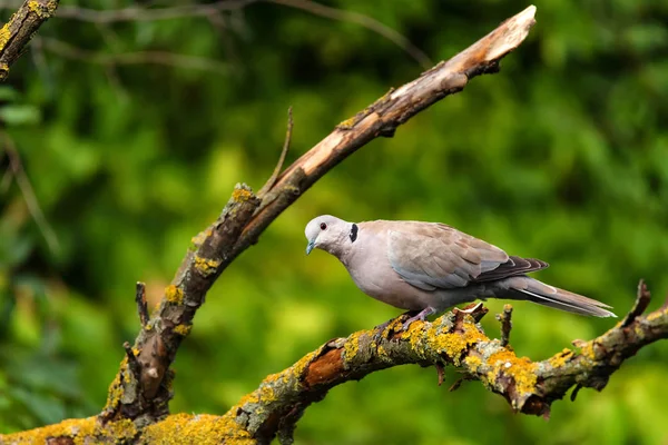 关闭美丽的领鸽或 Streptopelia Decaocto 栖息在树枝上 绿叶背景 — 图库照片