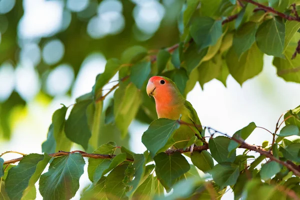 Rosado-enfrentado lovebird poleiros no ramo de perto — Fotografia de Stock