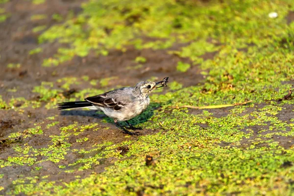 Vagão branco juvenil ou Motacilla alba come botfly — Fotografia de Stock