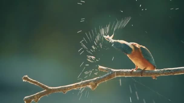 Kingfisher ou Alcedo neste poleiros com presas — Vídeo de Stock