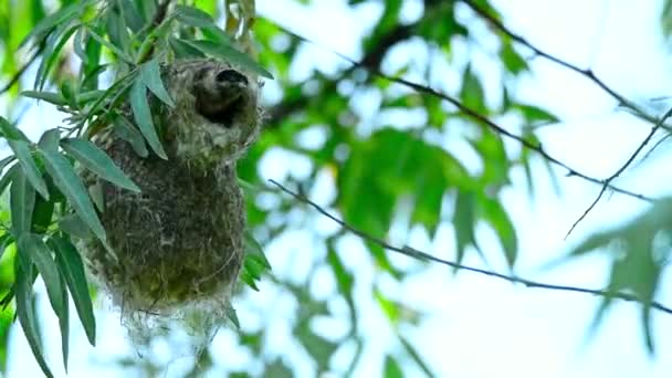 Eurasian penduline tit or Remiz pendulinus — Stock Video