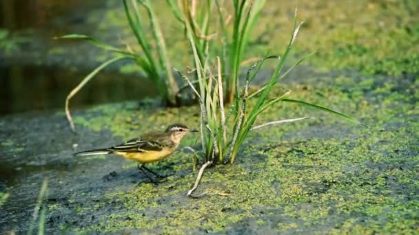 Western Yellow Wagtail or Motacilla flava on ground — Stock Video