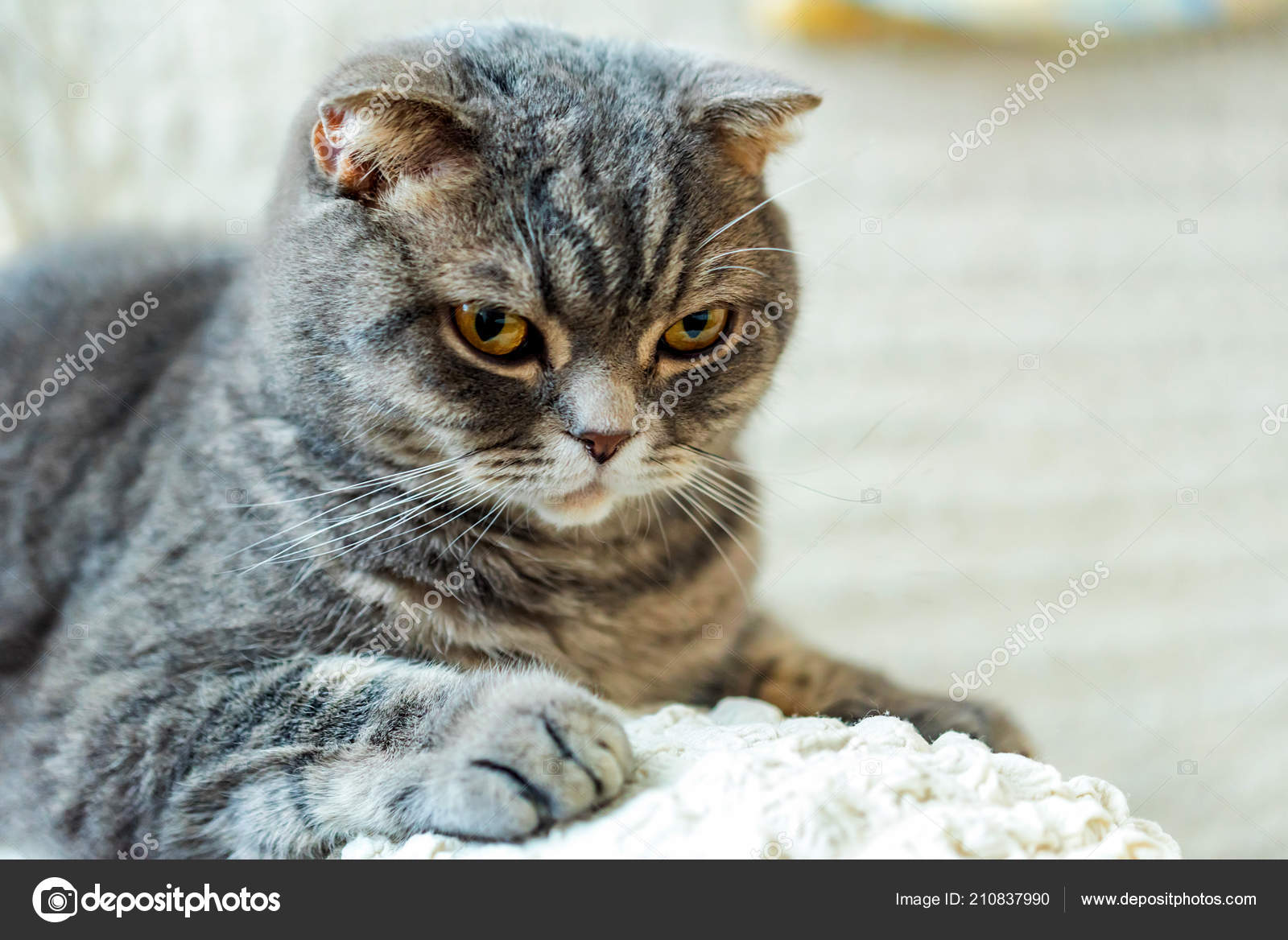 Nahaufnahme Der Graue Britisch Kurzhaar Katze Porträt