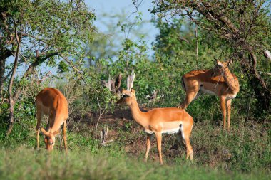 Vahşi Impala antilop ya da Aepyceros melampus Bush