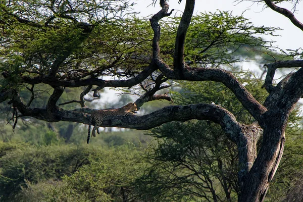 Leopardo dormiente o Panthera pardus su un albero — Foto Stock