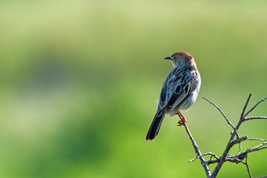 Sarma cisticola veya savana Cisticola galactotes