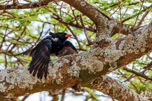 Wilde rode Oryzoborus buffalo weaver of Bubalornis niger — Stockfoto