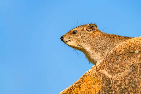 Rock yaban faresi veya Procavia capensis Close-up — Stok fotoğraf