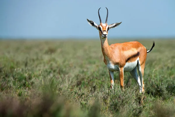 Selvagens Thompsons gazelle ou Eudorcas thomsonii em savana — Fotografia de Stock