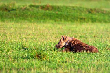 Benekli sırtlan veya crocuta savannah içinde aittir