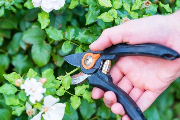 Tangan memegang bypass pemangkasan secateur untuk memotong mawar — Stok Foto