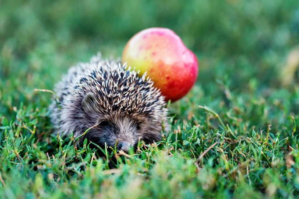 Stekelige egel op een groen gras bij de appel — Stockfoto