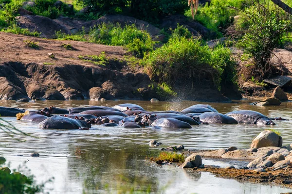 Une meute d'hippopotames se repose dans la rivière — Photo