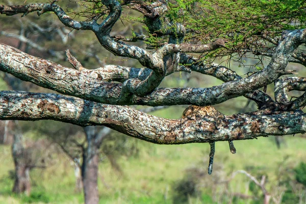 Leopardo adormecido ou Pantera pardus em uma árvore — Fotografia de Stock