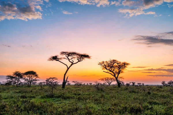 Belo pôr do sol com céu dramático na savana africana — Fotografia de Stock