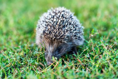 Lovely hedgehog or Erinaceus roumanicus on grass clipart