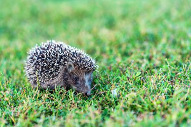 Sevimli kirpi ya da kirpi roumanicus çimenlerin üzerinde