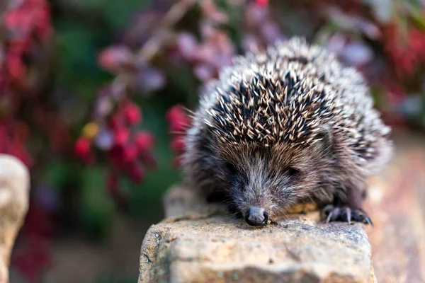 Mooie egel of Erinaceus roumanicus op steen — Stockfoto