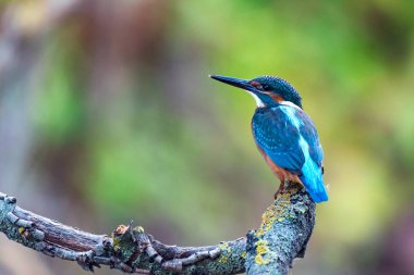 Kingfisher ya da Alcedo bu daldaki tünekte