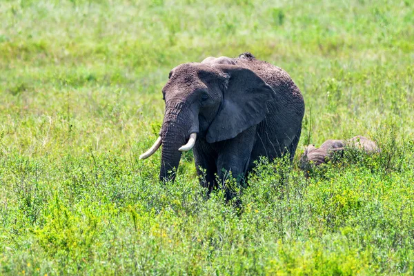 Elefantes africanos ou ciclote de Loxodonta na natureza — Fotografia de Stock