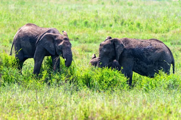 Elefantes africanos o ciclotis Loxodonta en la naturaleza — Foto de Stock