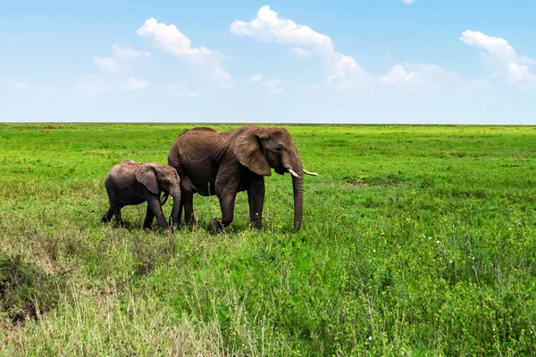 Elefantes africanos o ciclotis Loxodonta en la naturaleza — Foto de Stock