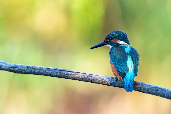 Kingfisher ou Alcedo atthis poleiros no ramo — Fotografia de Stock