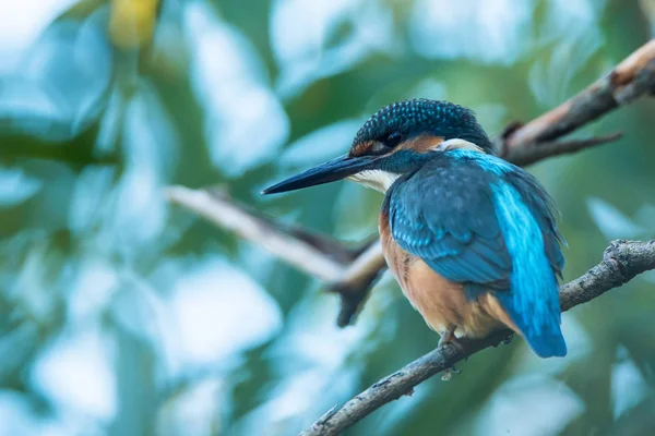 Kingfisher o Alcedo en estas perchas en la rama — Foto de Stock