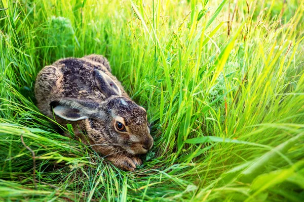 Lièvre d'Europe ou Lepus europaeus assis dans une prairie — Photo