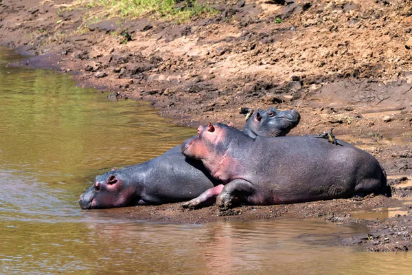 Hipopótamo cercano o anfibio hipopótamo en el agua — Foto de Stock