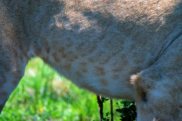 Gros plan texture réelle de peau de lion avec des taches — Photo