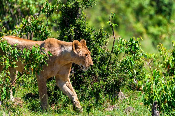 Lionne ou Panthera leo marche dans la savane proche — Photo