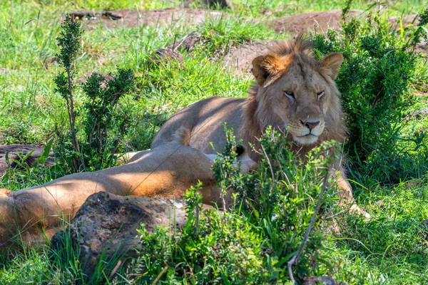 Львы гордятся своей тенью в природе — стоковое фото