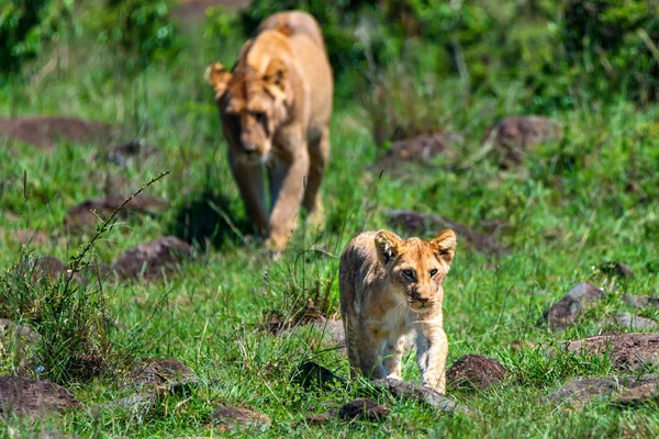 Leeuwin of Panthera leo wandelingen met kind, savanne — Stockfoto