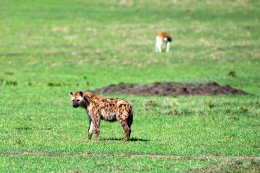 Savannah benekli sırtlan veya crocuta genç