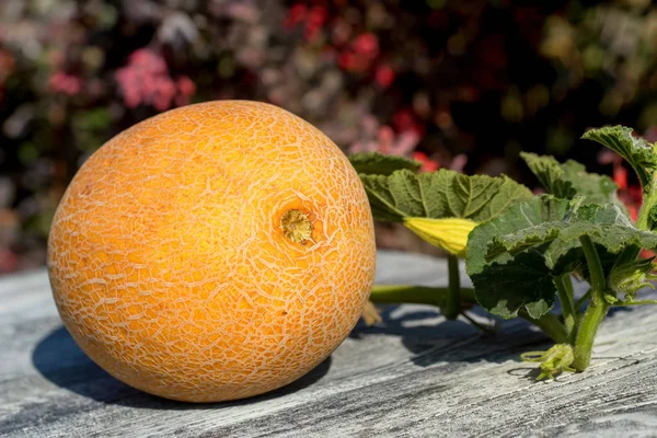 Melon mûr frais sur table en bois à l'extérieur — Photo