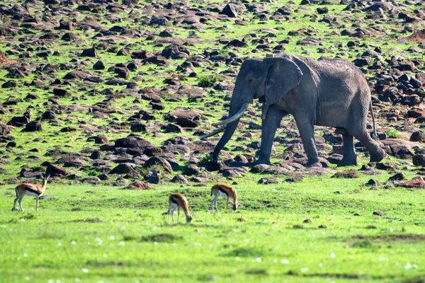 Bladeren van de Afrikaanse olifant en gazellen in savannah — Stockfoto