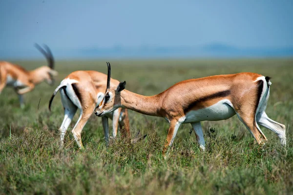 Selvagens Thompsons gazelle ou Eudorcas thomsonii em savana — Fotografia de Stock