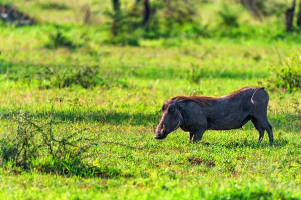 Cute Warthog or Phacochoerus africanus in savannah — Stock Photo, Image