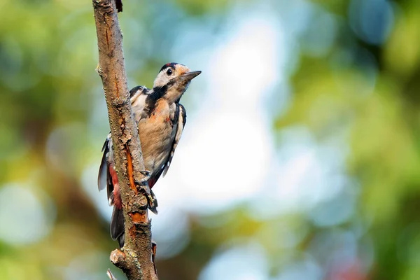 Um pica-pau sírio ou Dendrocopos syriacus close — Fotografia de Stock