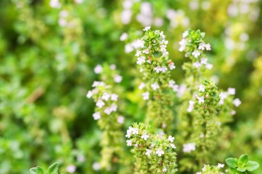 Flowering common thyme or Thymus vulgaris close clipart