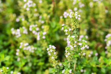 Ortak kekik veya Thymus vulgaris yakın çiçekli