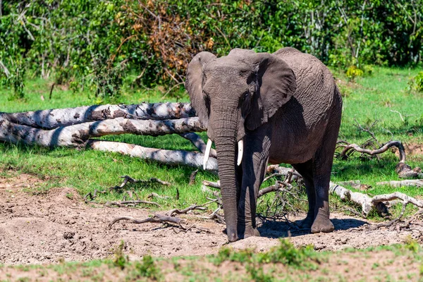 Elefante africano o ciclotis Loxodonta en la naturaleza — Foto de Stock