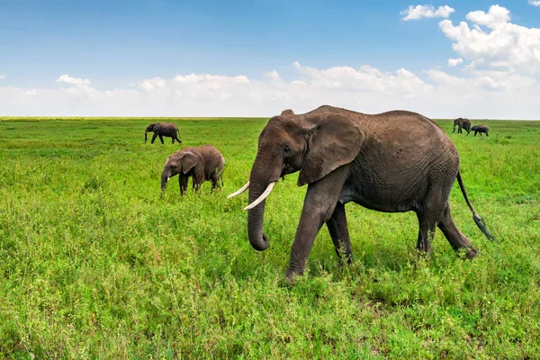 Elefantes africanos o ciclotis Loxodonta en la naturaleza — Foto de Stock