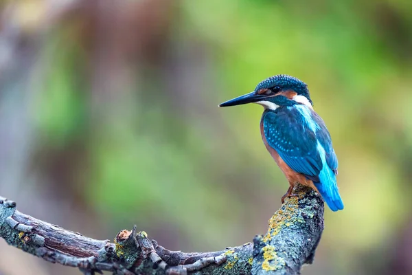 Kingfisher o Alcedo en estas perchas en la rama — Foto de Stock