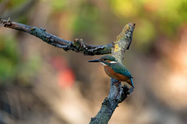 Kingfisher ou Alcedo atthis poleiros no ramo — Fotografia de Stock