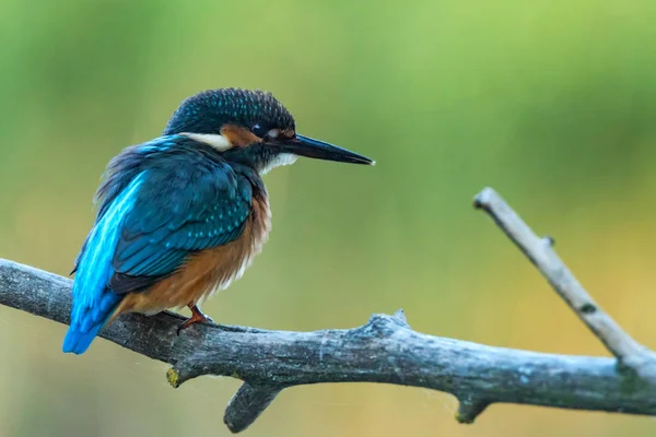 IJsvogel of Alcedo op deze zitstokken op tak — Stockfoto