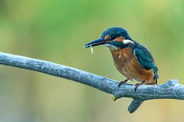 Kingfisher ou Alcedo atthis poleiros no ramo — Fotografia de Stock