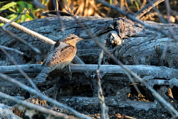 Wryneck 或 Junx Torquilla 在干树枝上 — 图库照片